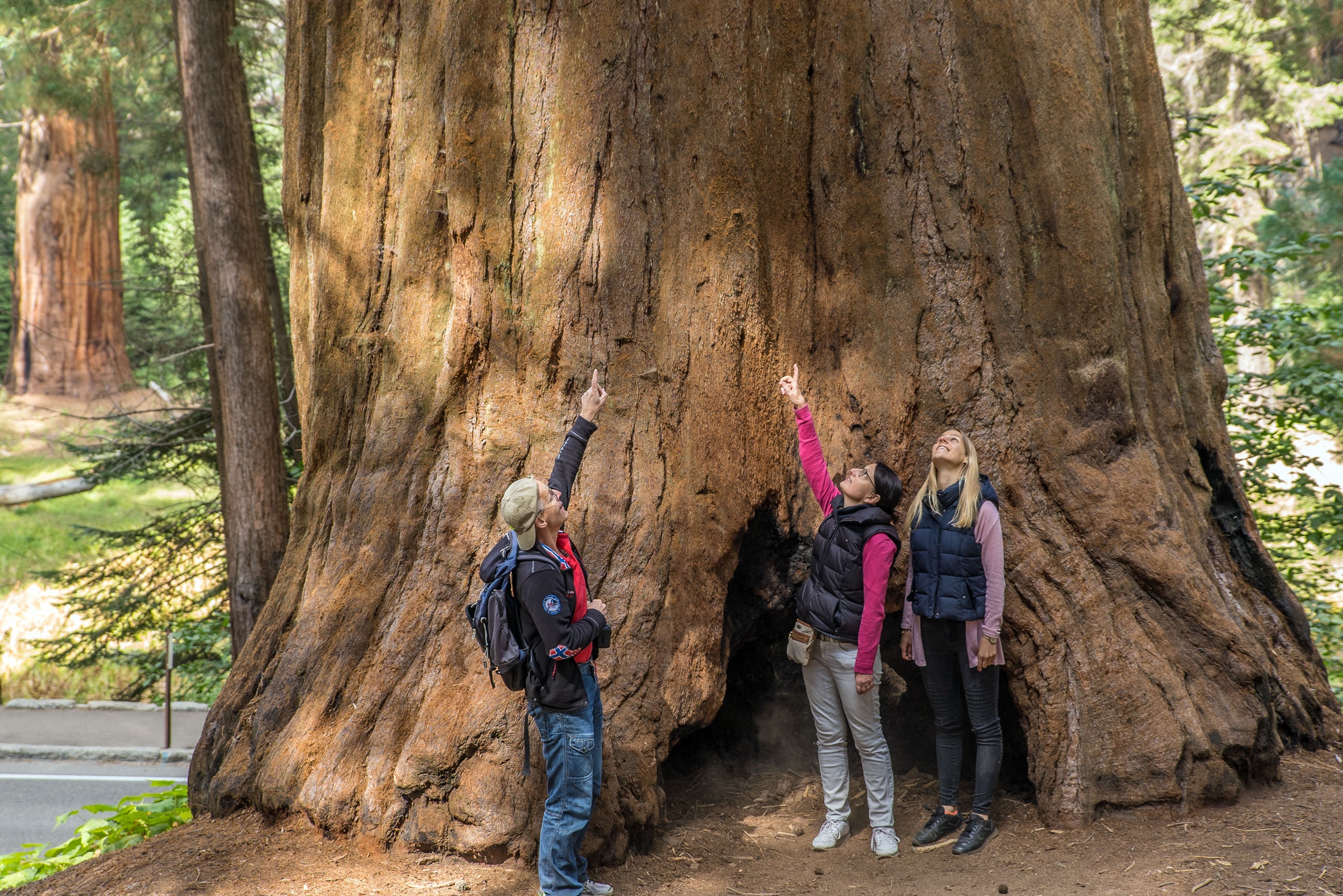 Reise Ein Trip zu den Mammutb umen Kaliforniens Bergweltenmammut