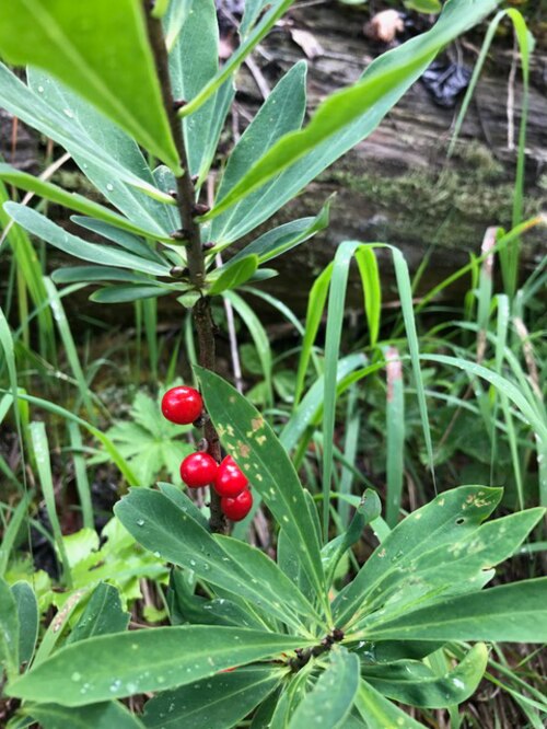 11 Waldbeeren Suss Sauer Saftig Und Auch Giftig Bergwelten