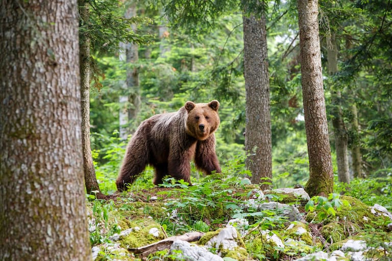 Unwahrscheinlich, aber nicht unmöglich: Beim Wandern in den Alpen auf einen Braunbären zu treffen