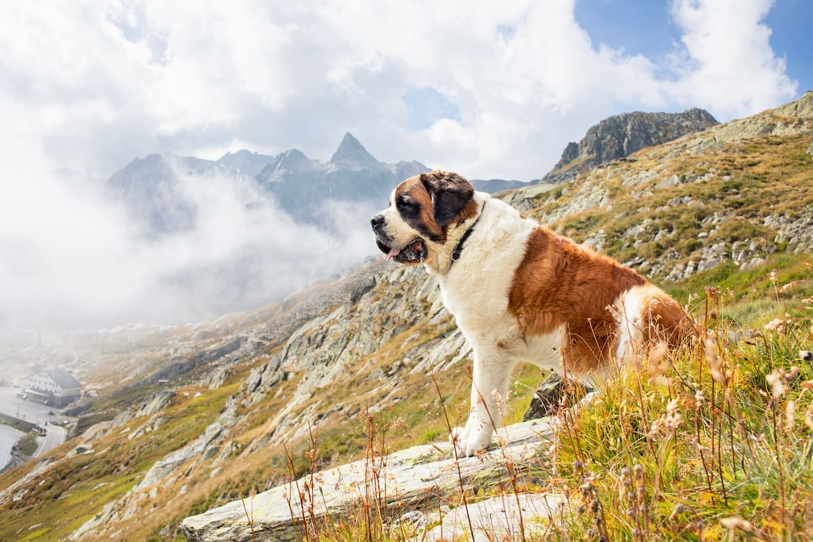 Hunde genießen die Ausflüge in die Berge genauso wie ihre Besitzer. Ist ihr Verhalten aber nicht angebracht, können sie zu einem Störfaktor oder zur Gefahr für andere werden.