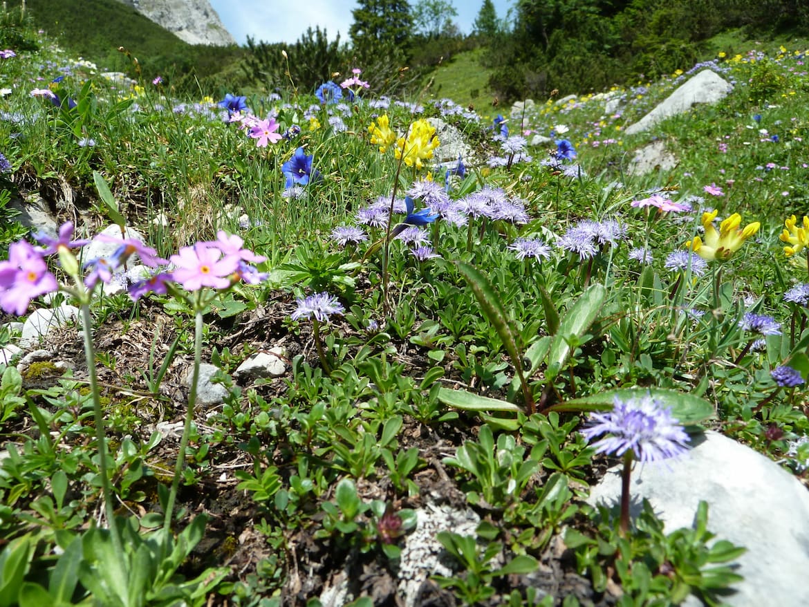 Blumenvielfalt im Karwendel