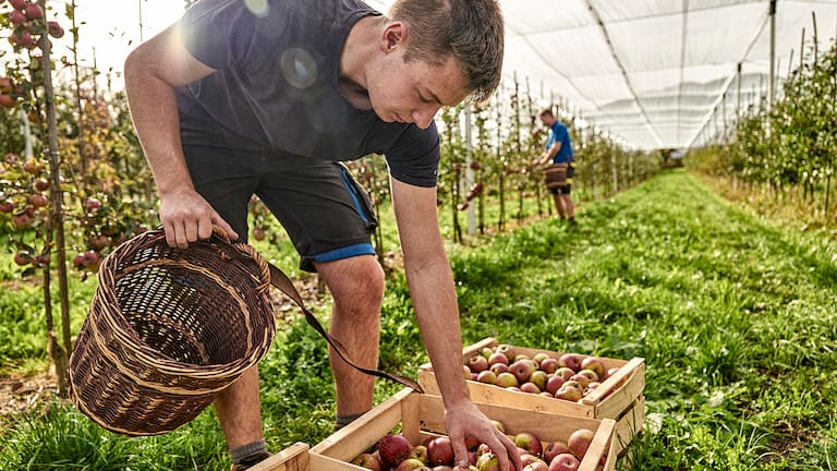 Obstbau ist oft eine sekundäre Einkunftsquelle für Bergbauern.