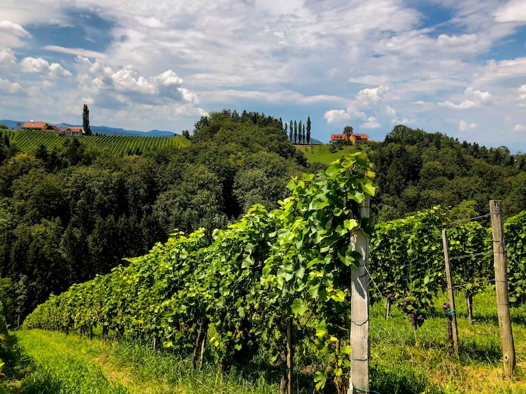 Weinberge in der Südsteiermark