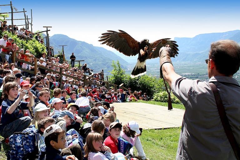 Greifvogel bei Flugschau vom Pflegezentrum für Vogelfaune schloss Tirol