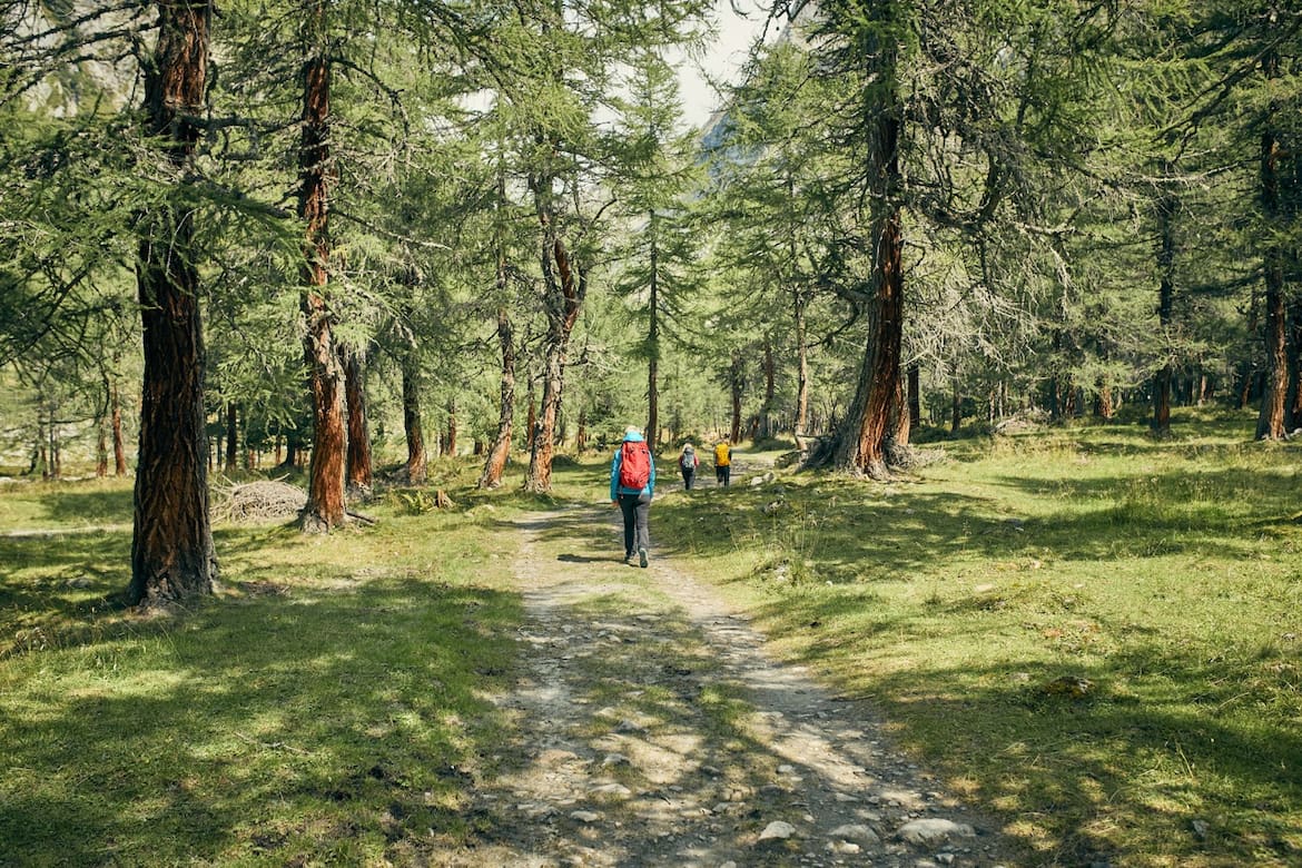 Dorfertal Osttirol Wald