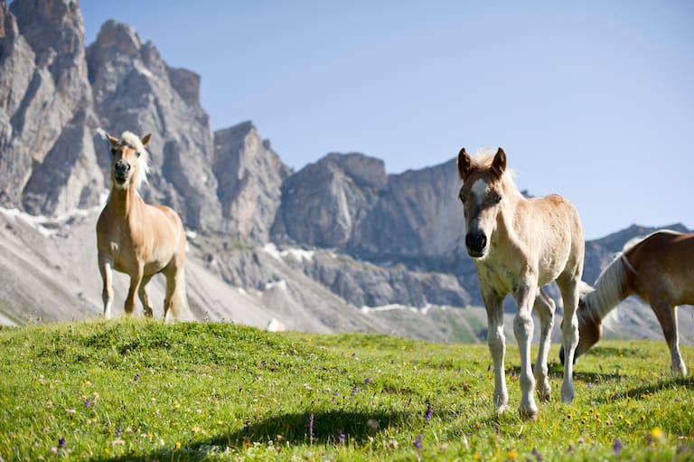 zwei Haflinger auf einer Hochebene im Hintergrund ein Bergmassiv in Südtirol