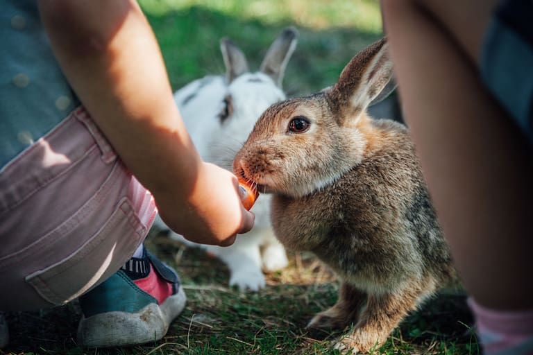 Hase und kinder im Hubertushof