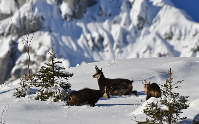 tour de ski endet im massenkollaps