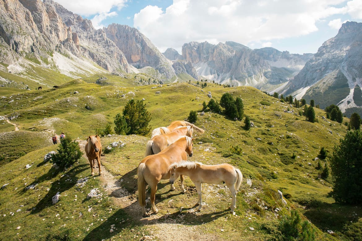 Grasende Pferde auf saftigen Wiesen, dahinter die Wände der Geislergruppe: Wer am Cisles-Höhenweg unterwegs ist, muss auf unwirklich-schönes Dolomitenflair gefasst sein.