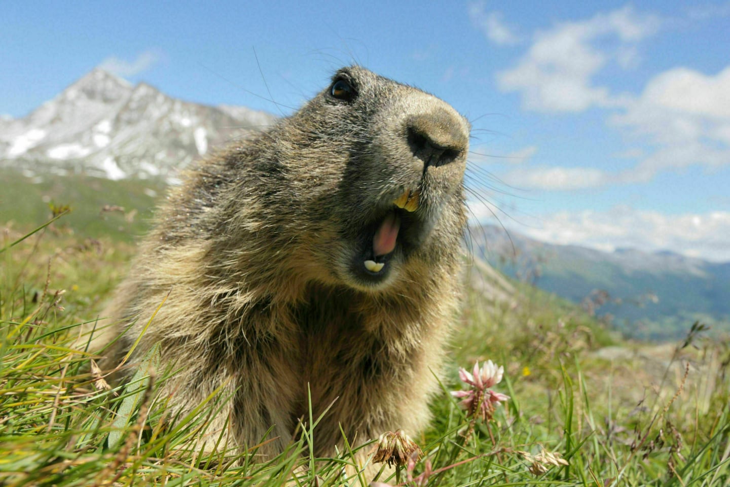 7 Tiere der Alpen im Porträt | Bergwelten