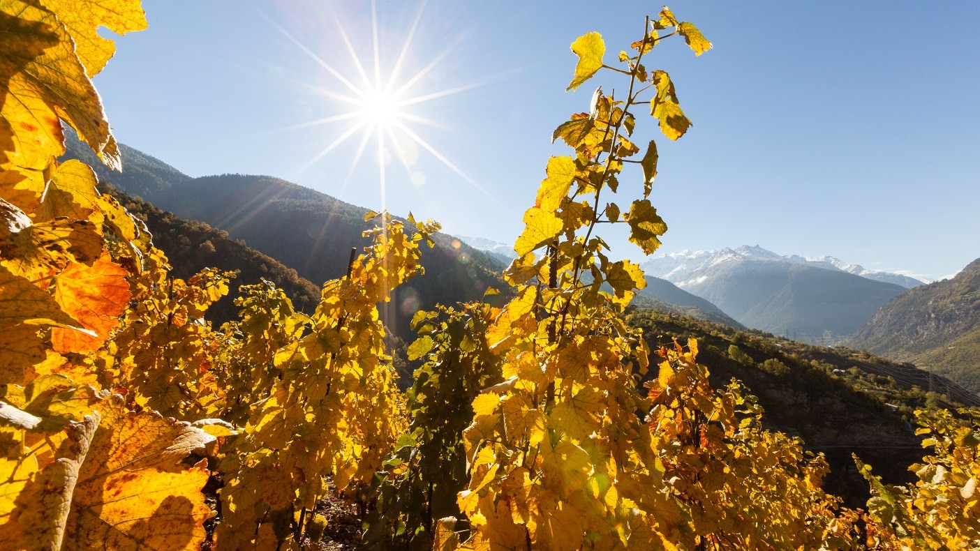 Wandern Europas höchster Weinberg Bergwelten